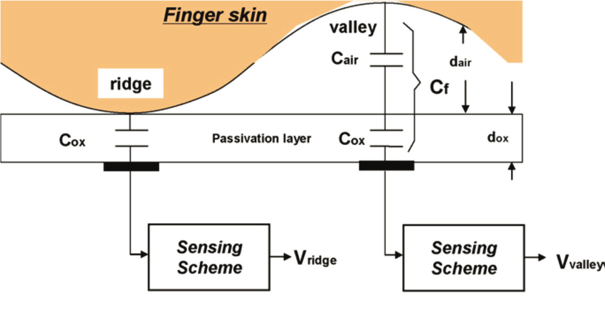 Capacitive fingerprint recognition technology